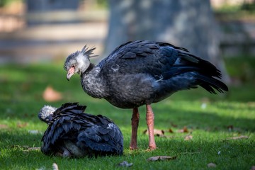 Southern screamers (Chauna torquata) on the grass