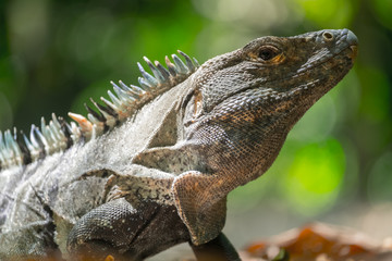Close up shot of the iguana in the wild with green natural background