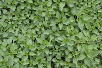 Background of the young nettle. Glade of nettle in the garden