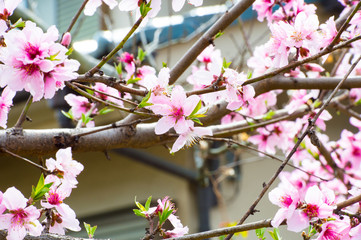 Beautiful cherry blossom sakura in spring time over blue sky.