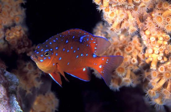Juvenile garibaldi, Hypsypops rubicundus, Catalina Island California USA.
