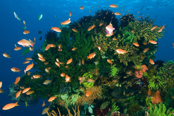 Fototapeta na wymiar Reef scenic with anthias and damselfishes, Rincha Island, Komodo National Park, Indonesia.
