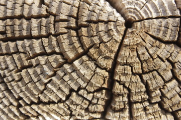 old cut of a tree trunk