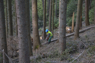 arborist tree surgeon wearing protective hard hat helmett using chain saw to cut fallen tree