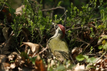 Picchio verde