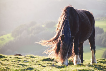 wild horse on a mountain in sunshine, brecon beacons national park