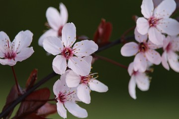 Blutpflaume Blüte