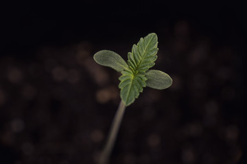 Cannabis sprout (dark angel marijuana strain) with a seed shell attached to a leaf