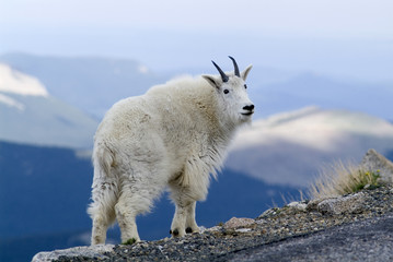 Mountain goat