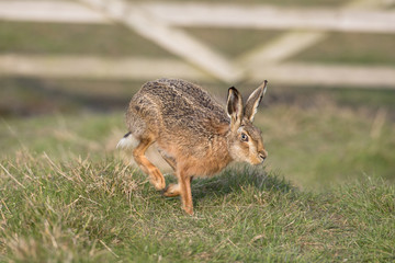 Brown Hare