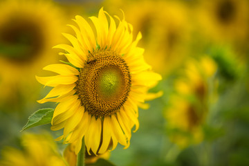 Obraz premium Sunflower natural background, Sunflower blooming, Sunflower oil improves skin health and promote cell regeneration, Thailand