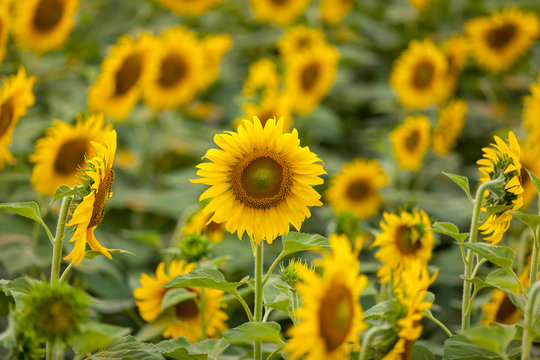 Sunflowers background in sunny day. Agriculture business concept. Sunflowers background. Agriculture background. Sunflower field. Yellow sunflower blooming background. Sunflower agriculture business