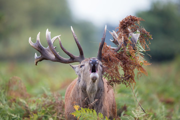 Bellowing red deer stag