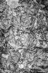 monochrome photo mold moss and lichen on a rock