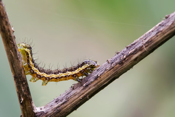 Tiny caterpillar crossing the stick