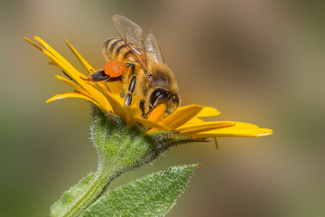 Bee pollinating on a yellow flower