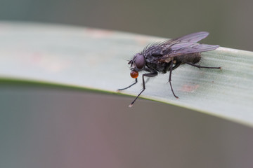 A fly with its bubble