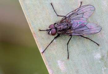 A tiny fly on a leaf
