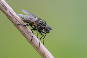 A tiny fly on a stick