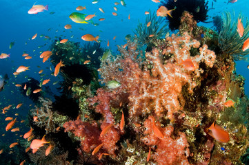 Naklejka na ściany i meble Anthiases swimming around soft corals in Liberty Wreck, Bali Indonesia.