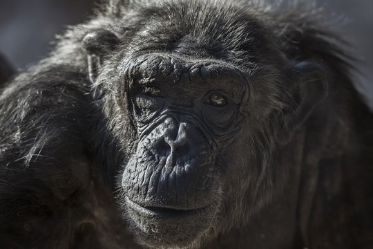 Old chimpanzee portrait at the zoo , in Spain