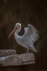Dalmatian Pelican (Pelecanus crispus) portrait