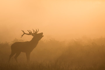 Red deer stag