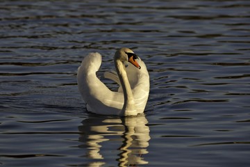 Stolzer Schwan