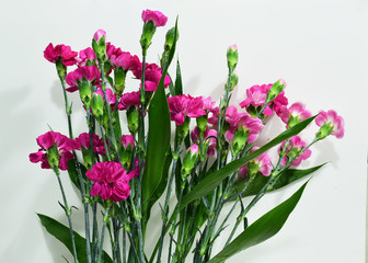 Spray Carnation Flower