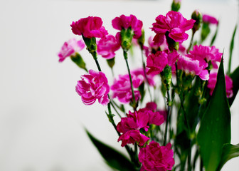 Spray Carnation Flower