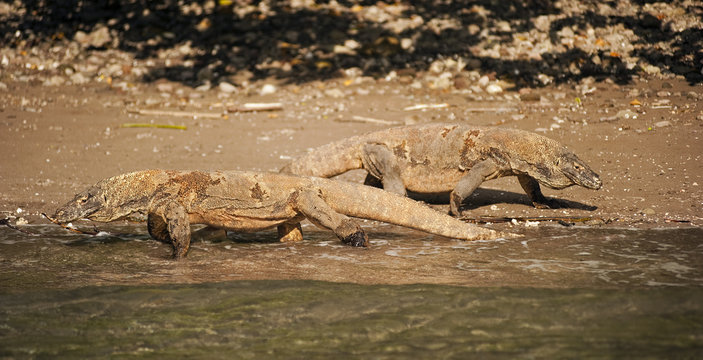 Komodo dragons, Varanus Komodensis, in Rincha Island, Indonesia.