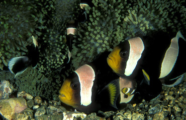 Fototapeta na wymiar Clark anemonefish family, Amphiprion clarkii, Sulawesi Indonesia.