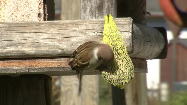 Nur einige Bissen holt der Spatz vom Meisenkn&ouml;del