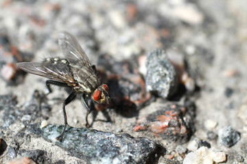 Fly on the asphalt