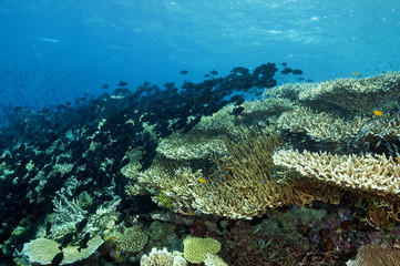 Reef scenic with Acropora hard corals and  Black triggerfish, Melichthys niger,  school Sulawesi Indonesia