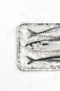 Overhead view of mackerel fish on ice