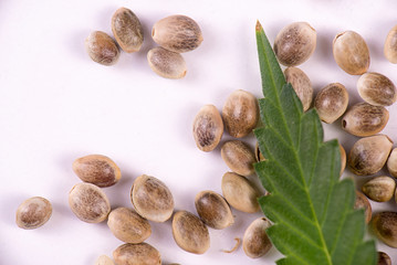 Marijuana seeds and leaf over white background - cannabis growing concept