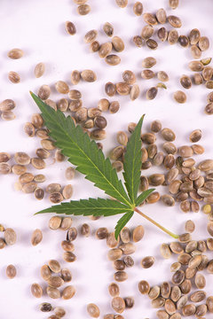 Marijuana seeds and leaf over white background - cannabis growing concept