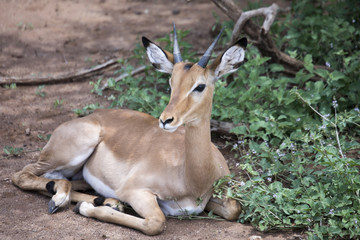 Young male impala on ground