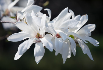 White magnolia flowers © misu