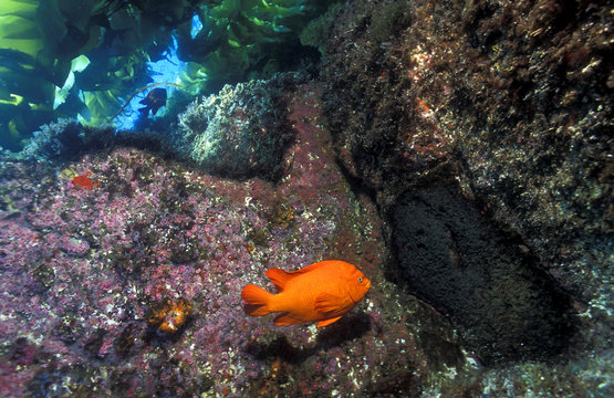 Garibaldi, Hypsypops rubicundus, defending its nest and cluster of eggs on the rock face, Channel Islands California, USA.