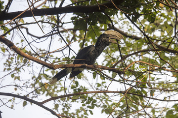 Silver cheeked hornbill