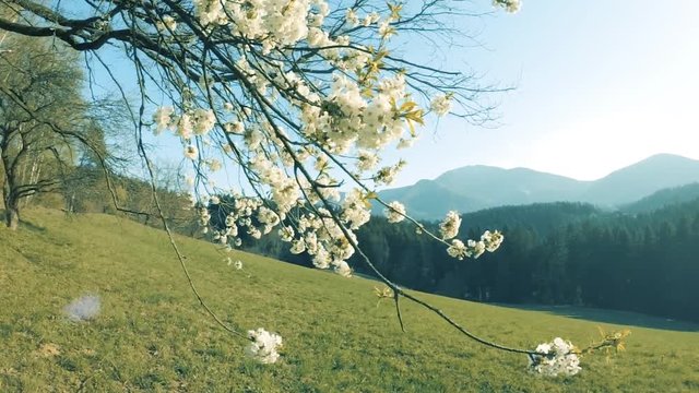 Blossom flowering cherry tree branches slide slow motion movement.