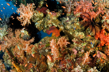 Fototapeta na wymiar Anthiases swimming around soft corals in Liberty Wreck, Bali Indonesia.
