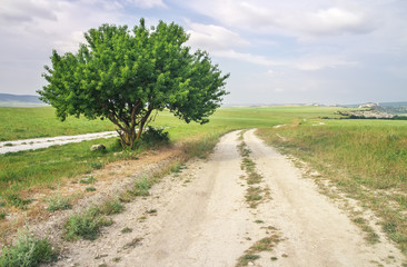 Road lane and lonely tree. Nature design.