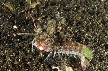 Mantis shrimp, Odontodactylus sp., Sulawesi Indonesia.