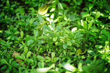 Fototapeta na wymiar Wild ginseng plant
