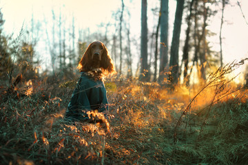 early morning in the fog to the light sun rays in the woods sits a dog in overalls. Portrait of...