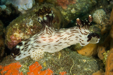 Nudibranch, Kentrodoris rubescens, Bali Indonesia.