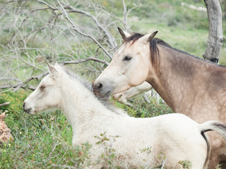 Obraz na płótnie Canvas Half-wild horses. liberty, Israel
